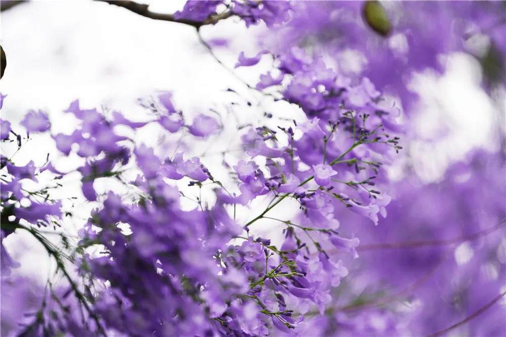 人間四月天 花谷里的藍(lán)花楹開了